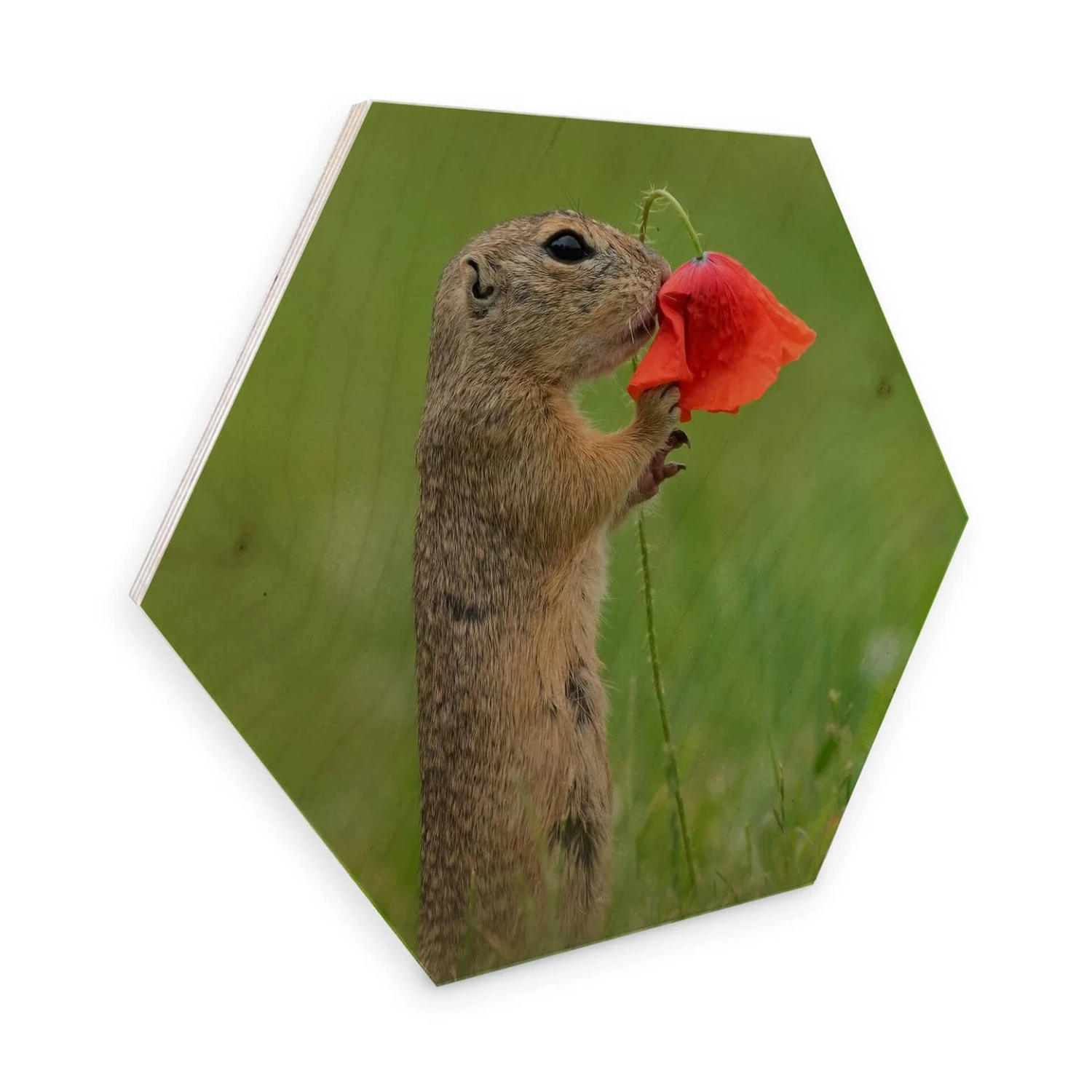 Hexagon Birch Wood Dick Van Duijn - Squirrel With Poppy
