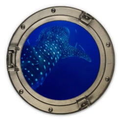 Wall Circle Wood 3D Optics Porthole - The Whale Shark