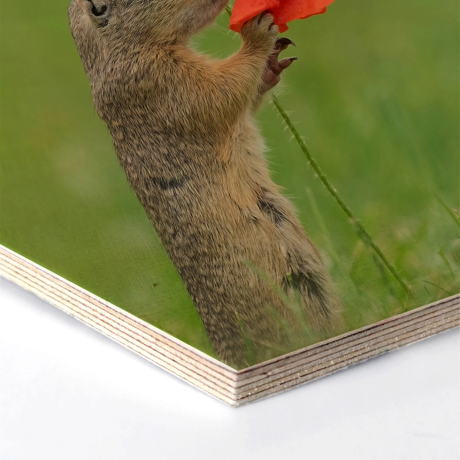 Hexagon Birch Wood Dick Van Duijn - Squirrel With Poppy - Image 2