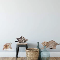 Real Baby Cats Set 03 - Wall Sticker