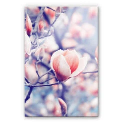 Acrylic Print Magnolia