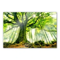 Acrylic Glass Kiciak - Fairytale Forest