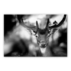 Acrylic Glass Sandra - Young Deer