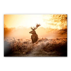 Acrylic Glass Majestic Deer