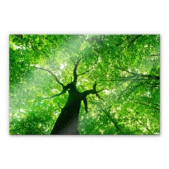 Under The Trees XXL Wall Picture