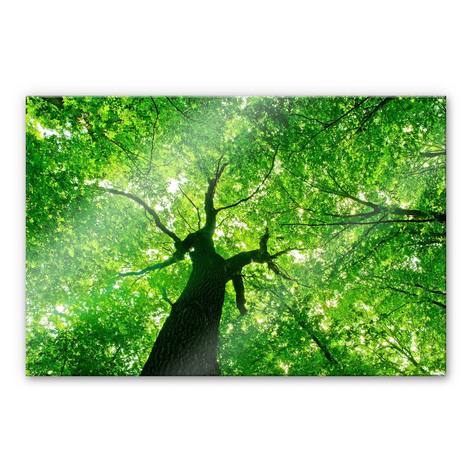 Under The Trees XXL Wall Picture