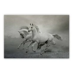 Galloping Horses Aluminium Print