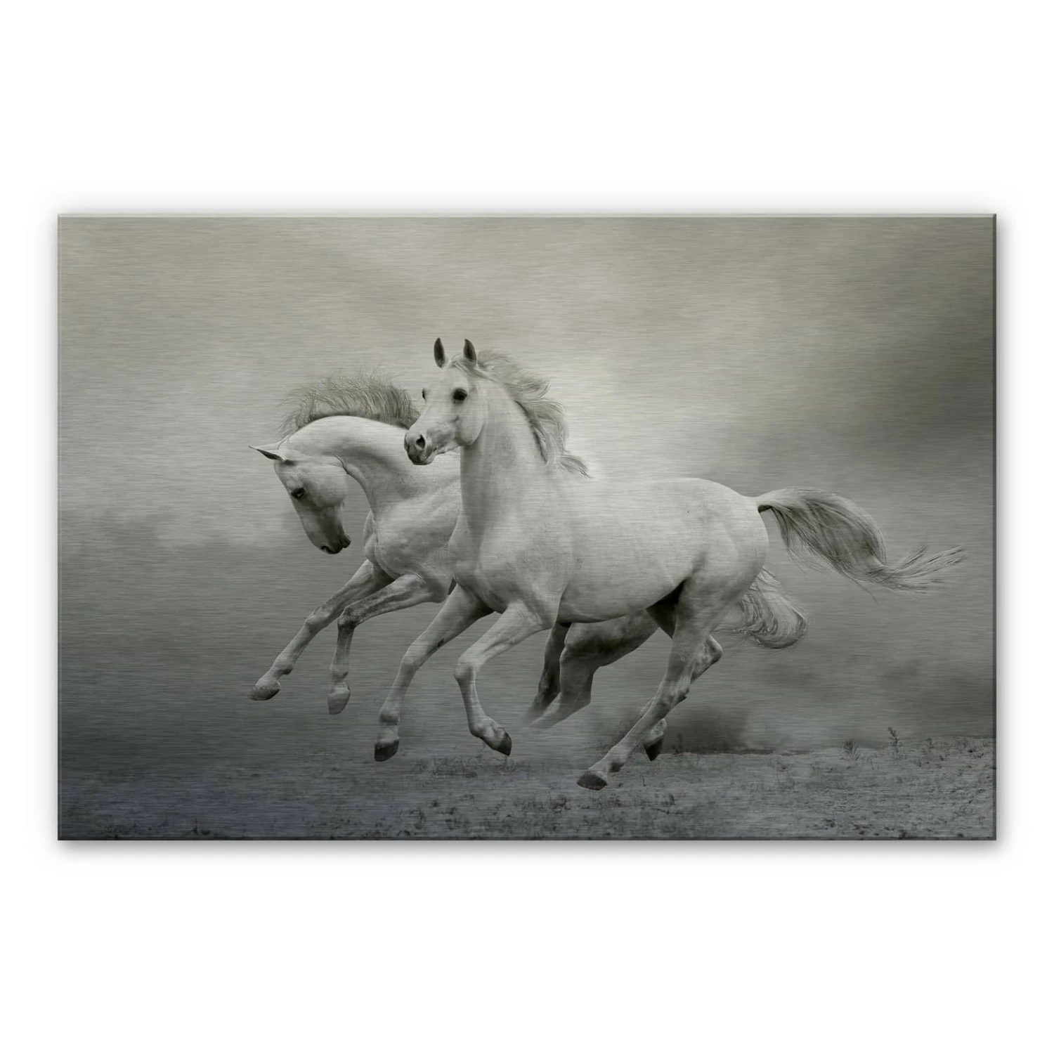Galloping Horses Aluminium Print