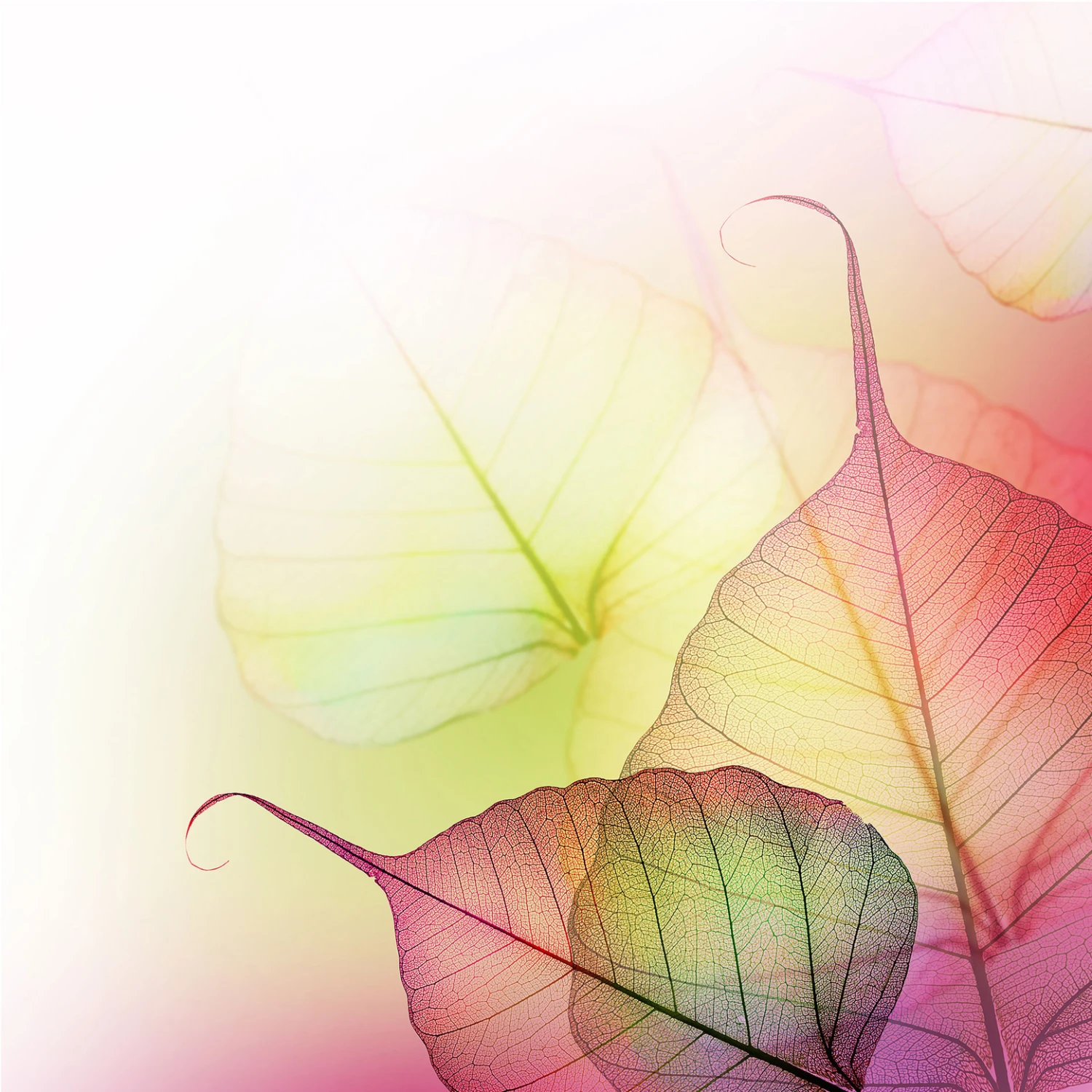 Pink Design - Photo Wallpaper - Image 2