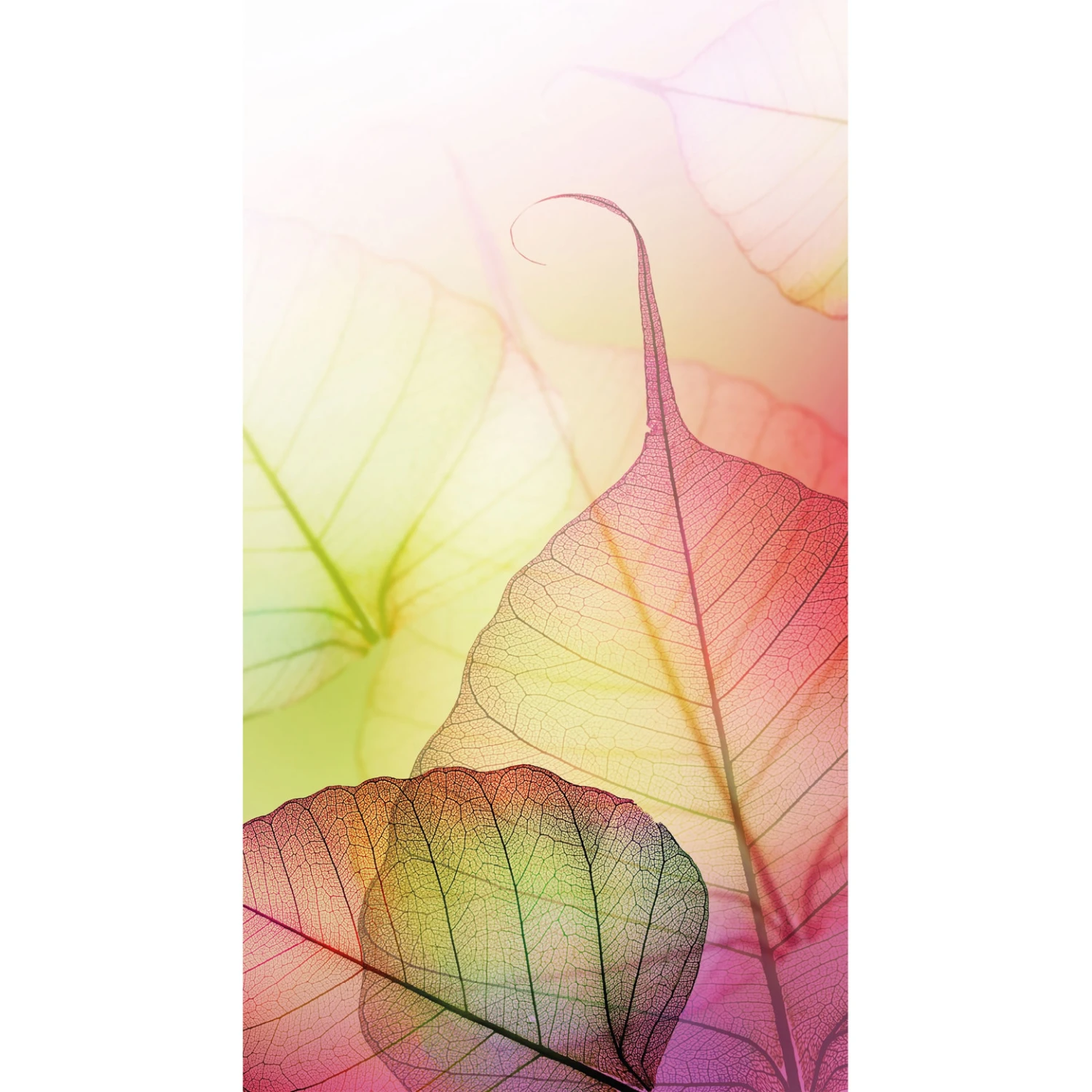 Pink Design - Photo Wallpaper - Image 3