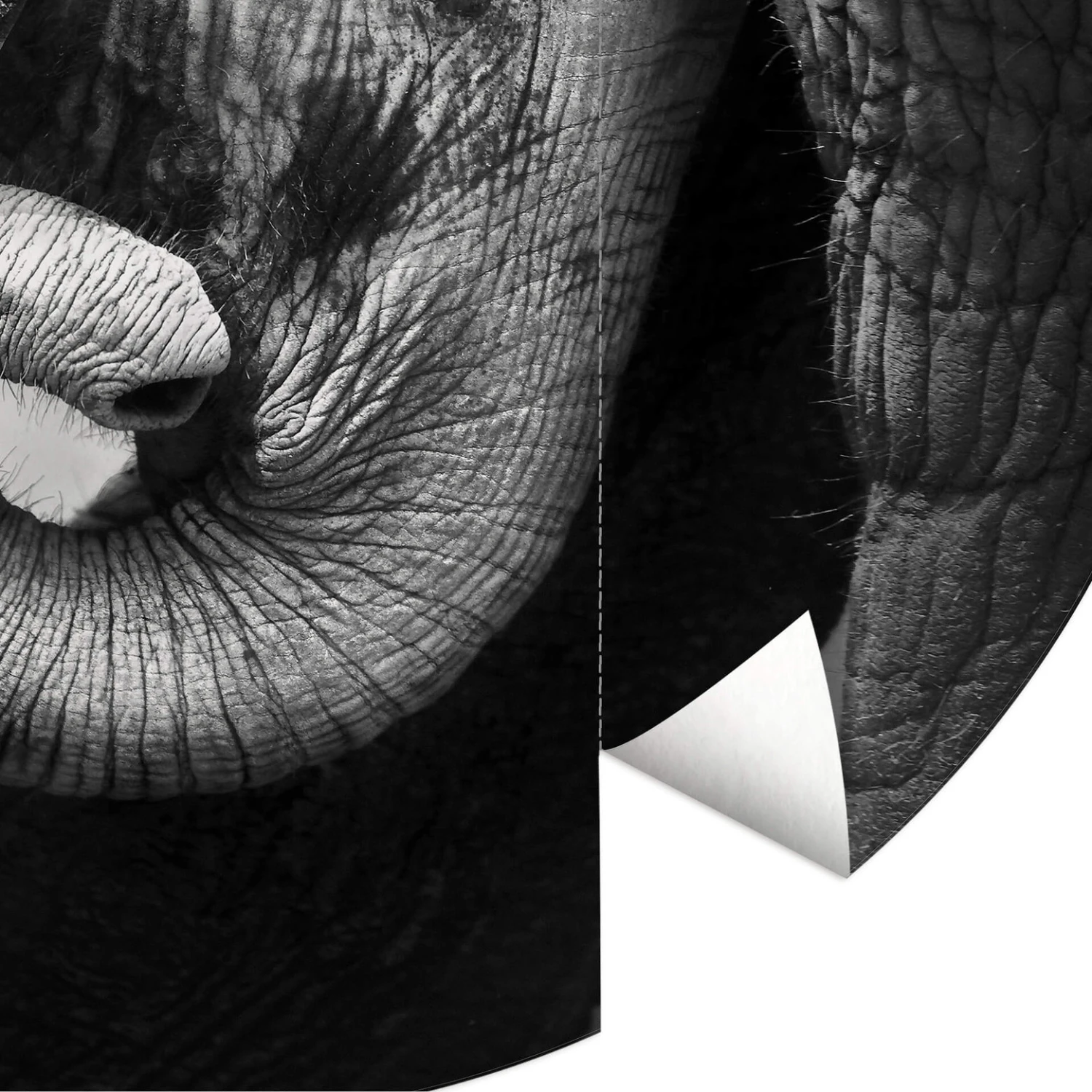 Round Wallpaper Elephant Baby - Image 3