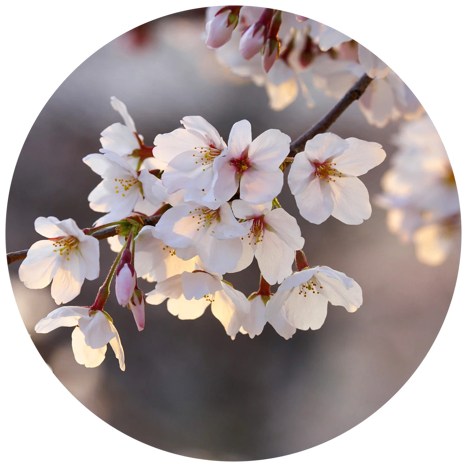 Round Wallpaper Cherry Blossom - Image 3