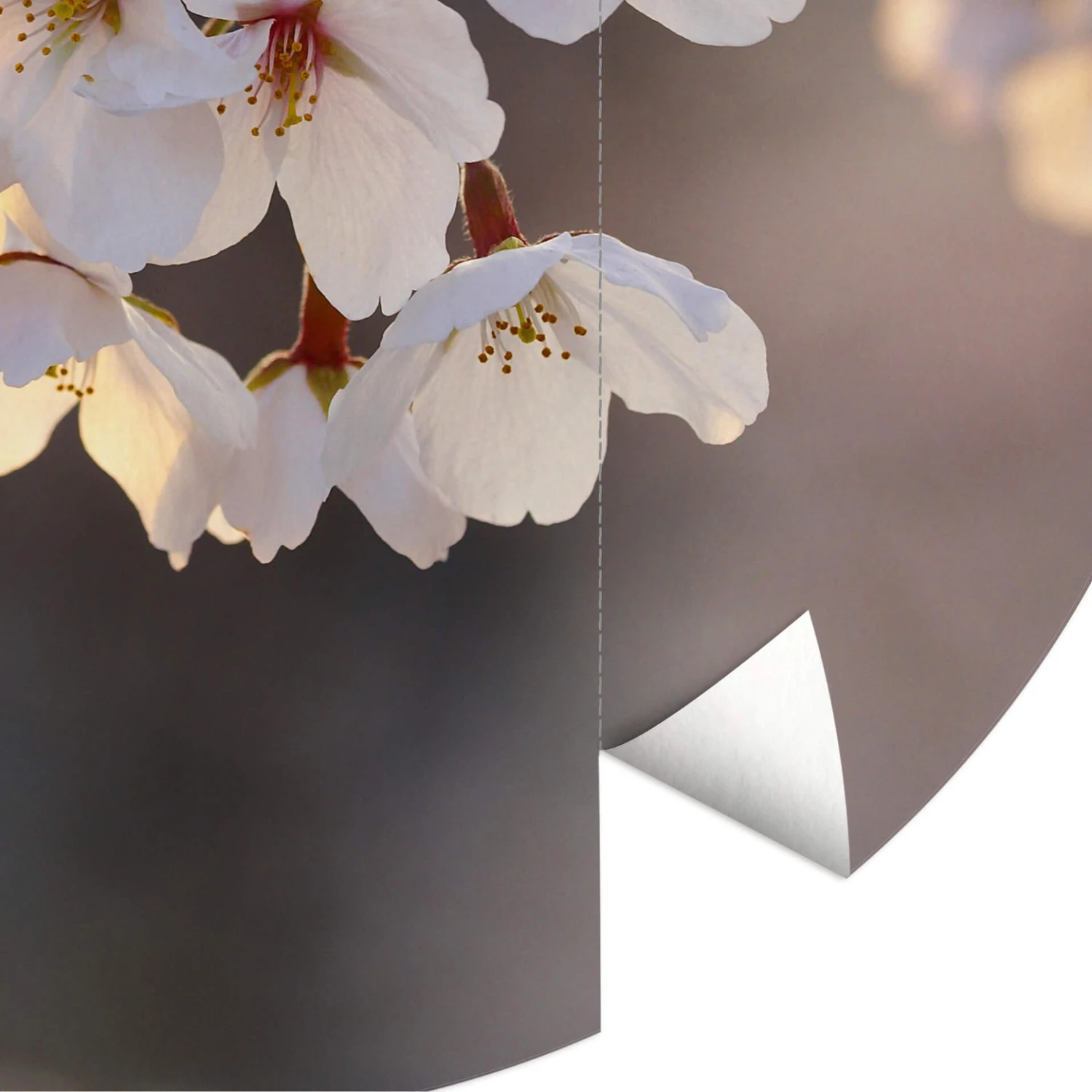 Round Wallpaper Cherry Blossom - Image 4