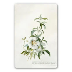 Ehret - Rose Glass Art