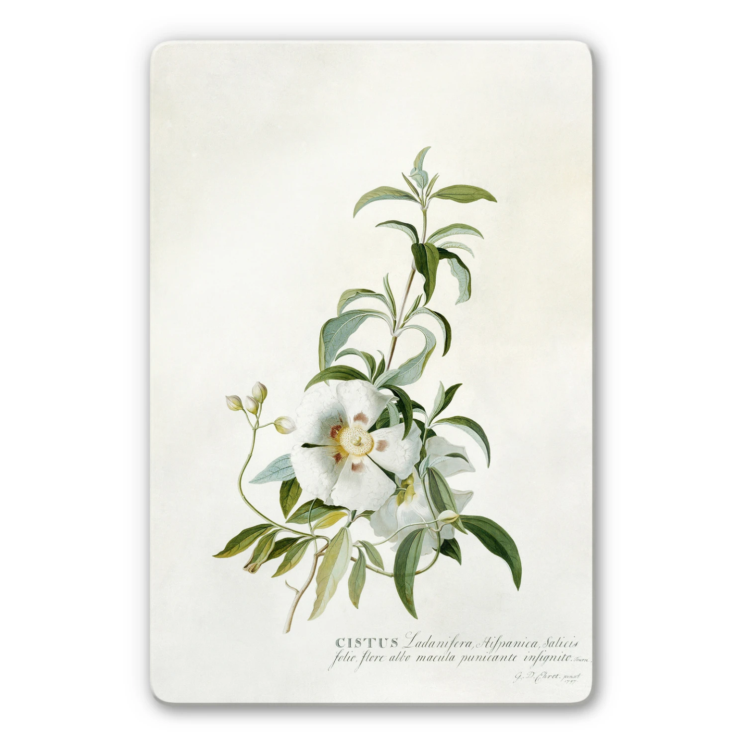 Ehret - Rose Glass Art