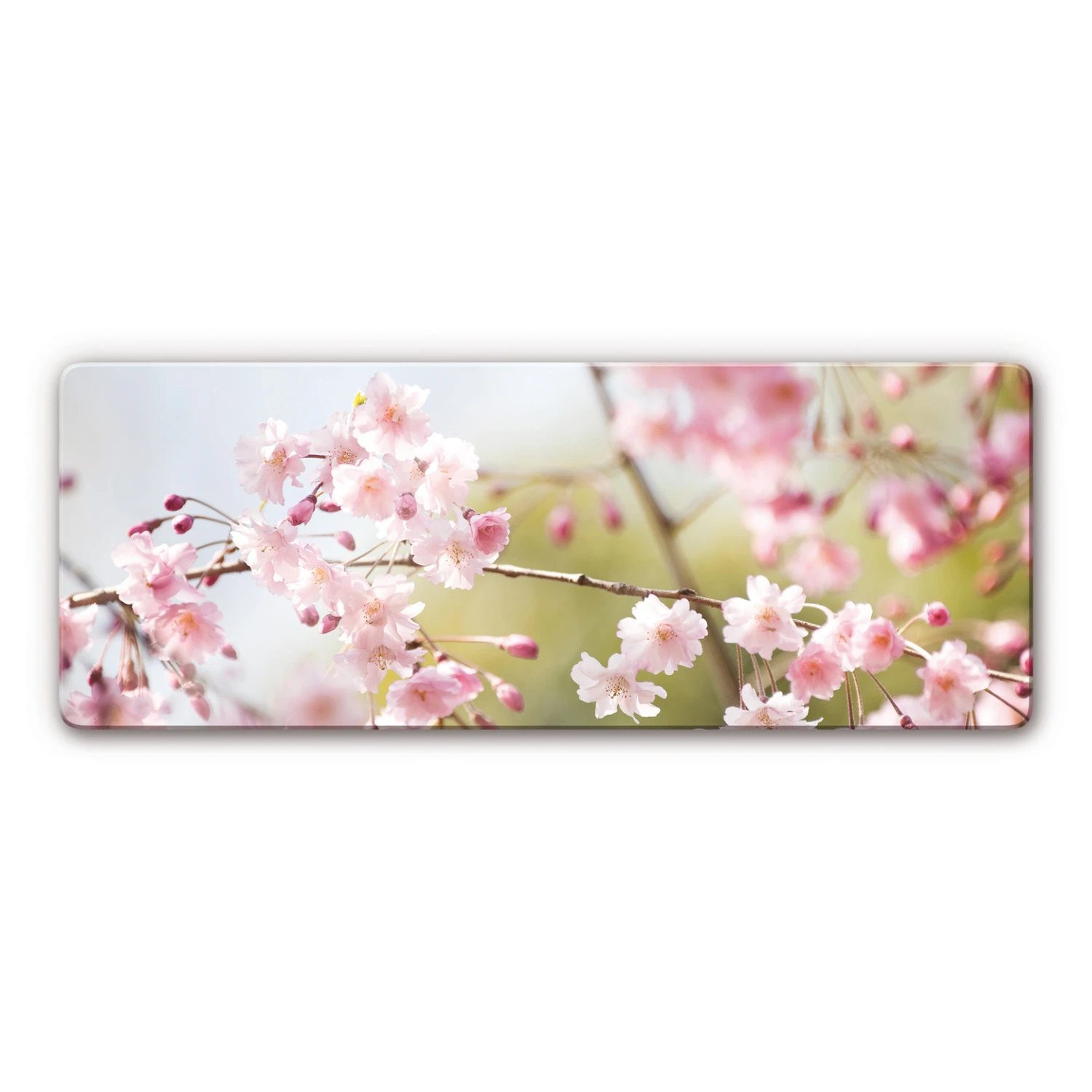 Cherry Blossoms Panorama Glass Art