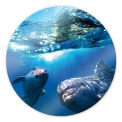 Dolphins Underwater - Round Glass Art