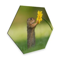Hexagon - Alu-Dibond Dick Van Duijn - Squirrel Holding Flower
