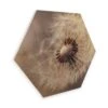 Hexagon Wood - Delgado - Dandelion