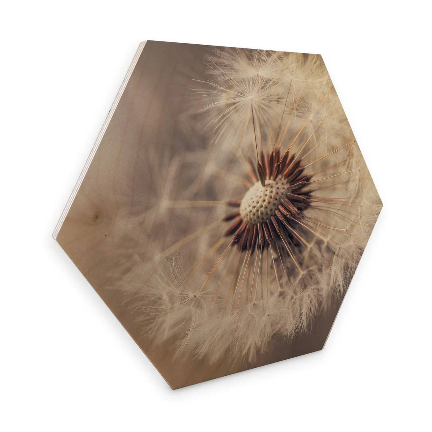 Hexagon Wood - Delgado - Dandelion