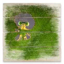 Hello Little Friend – Wood Print