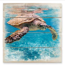 Swimming Turtle - Wood Print