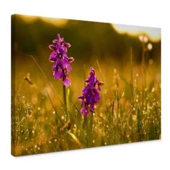 Flowers In The Morning Dew Canvas Print
