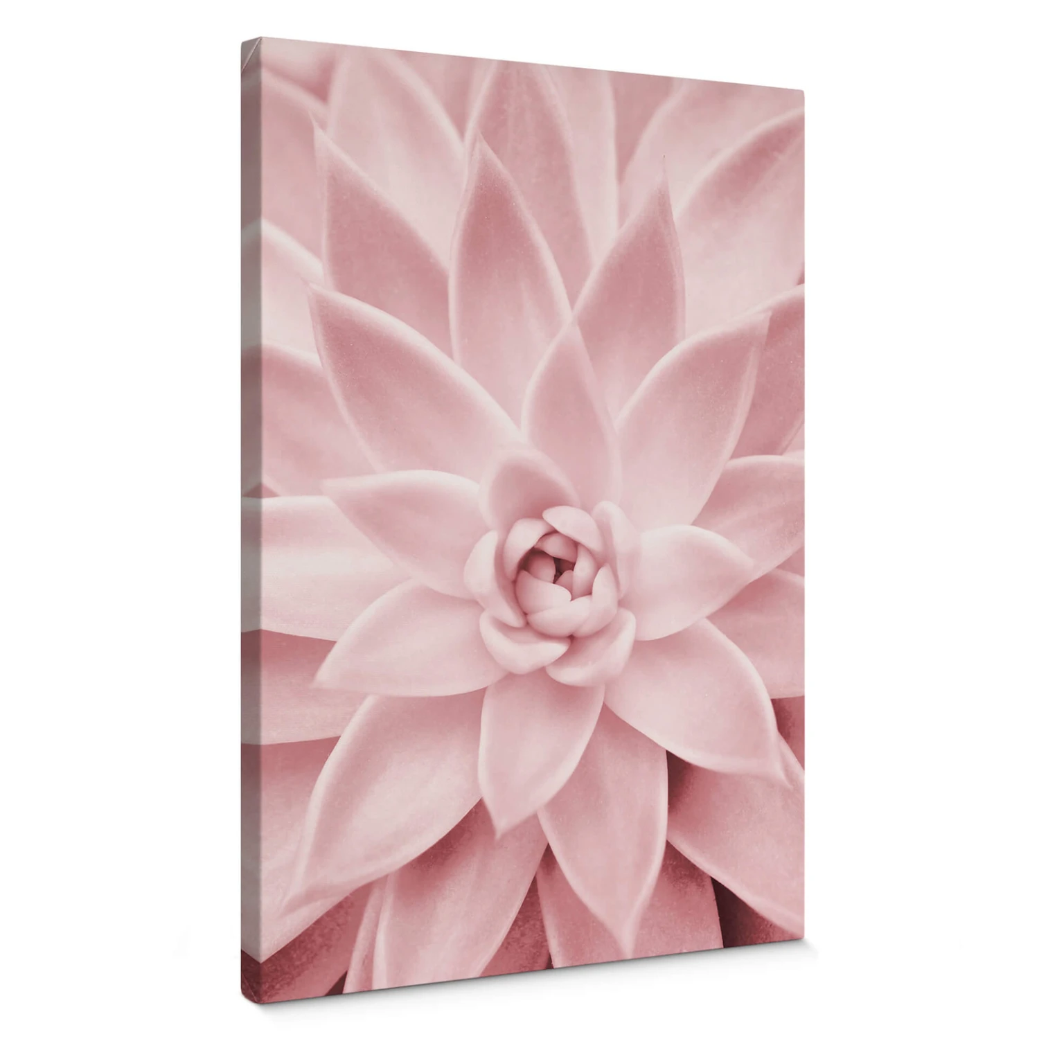 Canvas Print Sisi & Seb - Pink Succulents