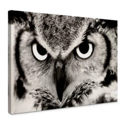 Proud Owl Canvas Print