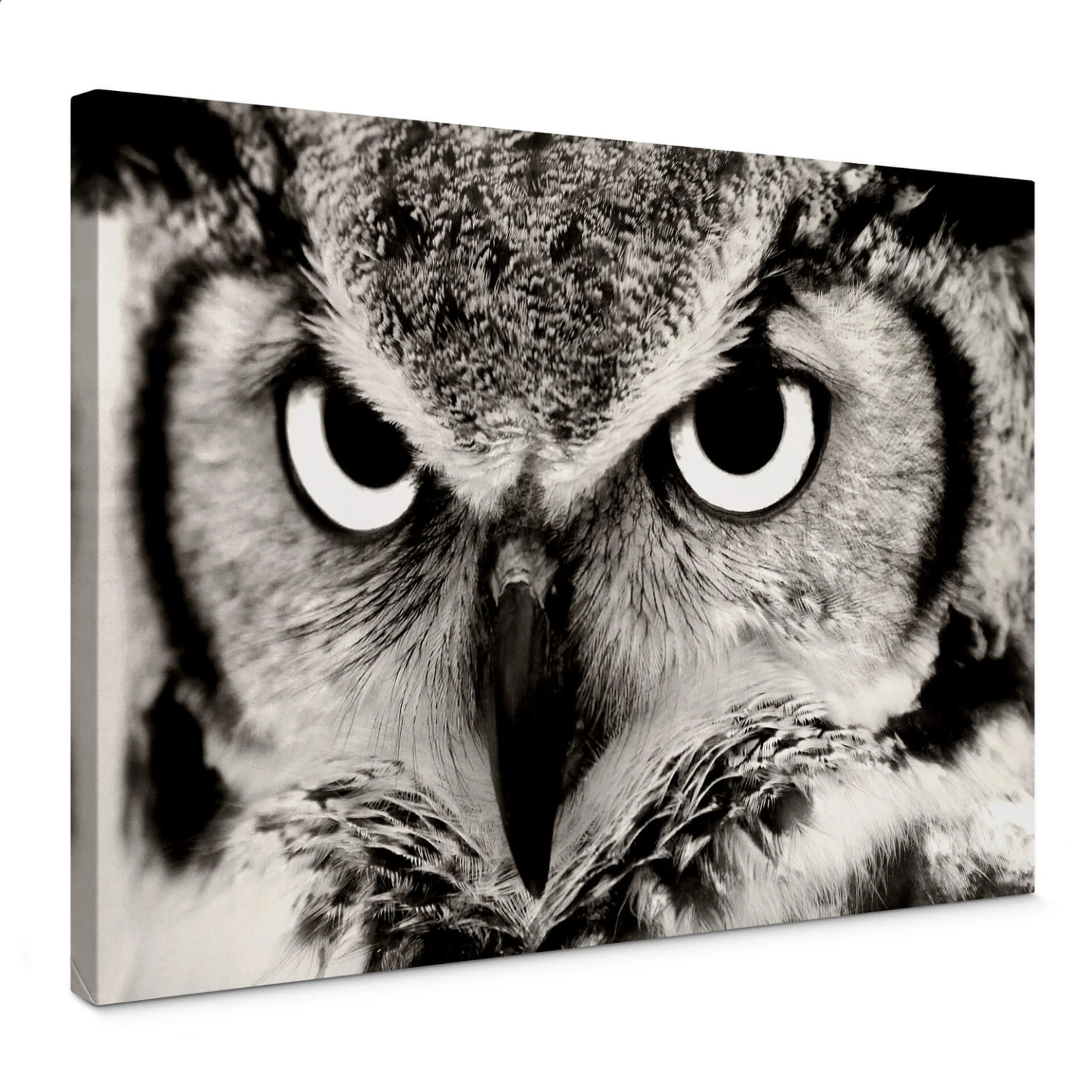 Proud Owl Canvas Print