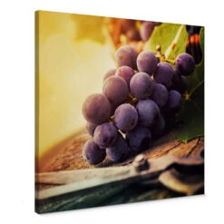 Grape Harvest Canvas Print