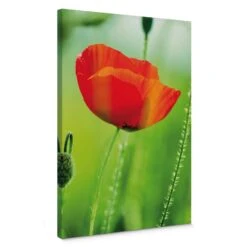 Poppy Canvas Print