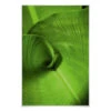 Poster banana Leaf