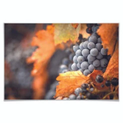 Poster Wine Autumn