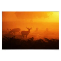 Poster Deer At Sunset