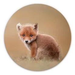 Alu-Dibond Wall Circle Van Duijn - Baby Fox
