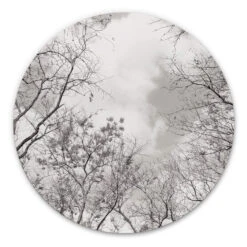 Alu-Dibond Wall Circle Tree Tops High In The Sky