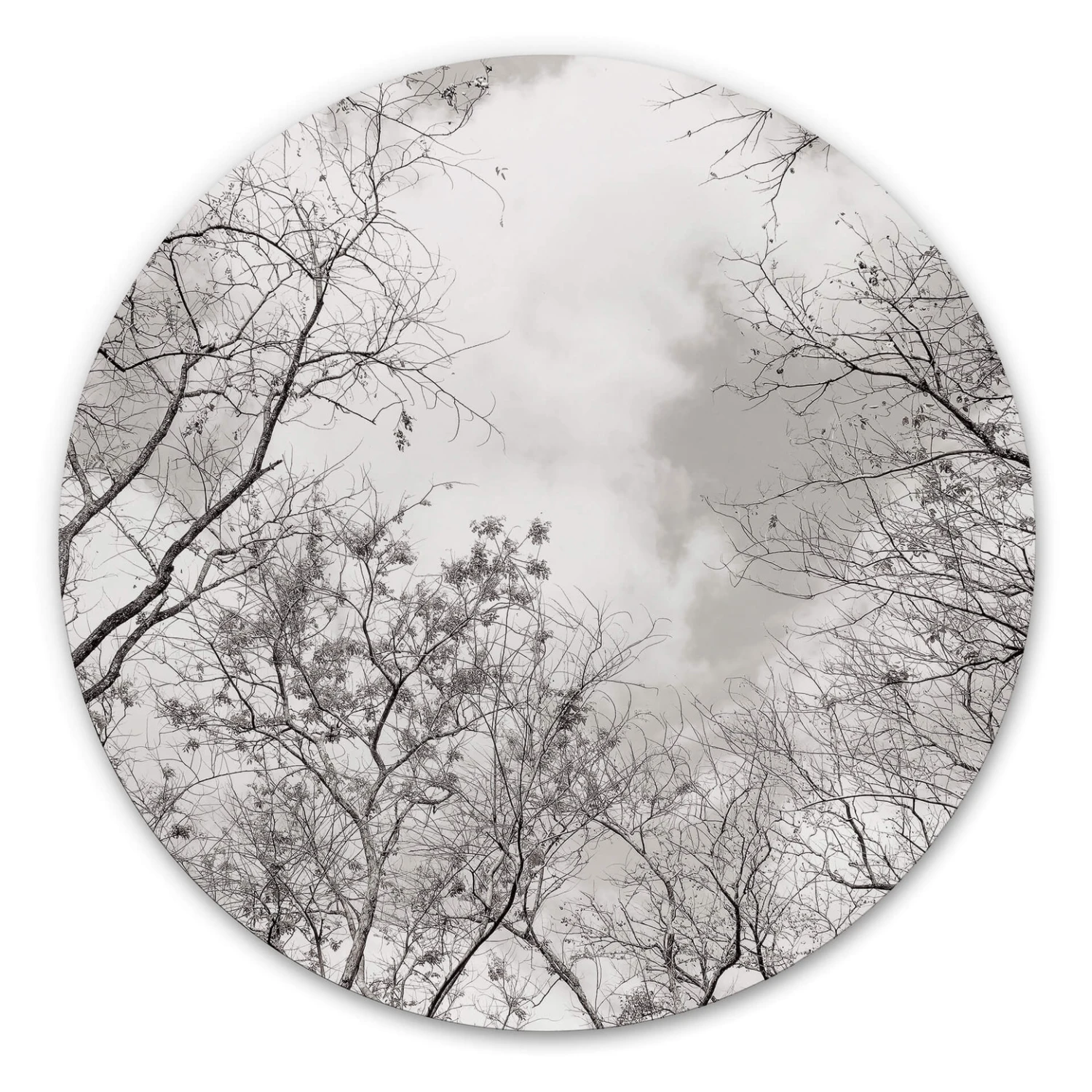 Alu-Dibond Wall Circle Tree Tops High In The Sky