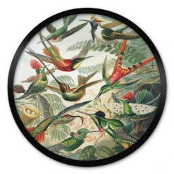 Poster Round Haeckel - Hummingbirds
