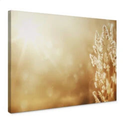 Sunny Cornfield Canvas Print